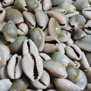 May include: A close-up of a pile of cowrie shells. The shells are a light cream color with brown markings. They are smooth and shiny.