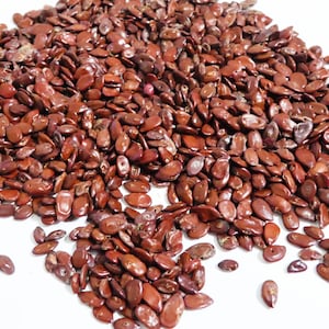 Vintage Hawaiian Koa Seed beads, 100 drilled Hawaiian koa seeds for Jewelry Making