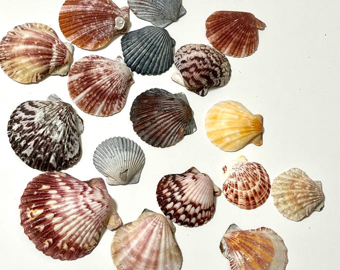 17 Natural Scallop Shells, Colorful Craft & Decor Supplies 1 3/4” - 2 1 ...