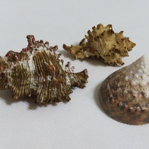 3 Large seashells, Murex shells, Trochus shell