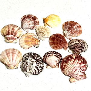 12 Large scallop shells, Natural colorful scallop shells for crafts and decor