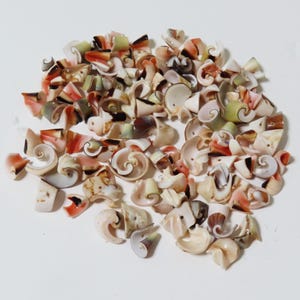 May include: A pile of small, fragmented seashells in shades of white, peach, orange, and green. The shells are spiraled and arranged on a white background. Suitable for crafts or decorative use.