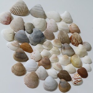 May include: A collection of numerous bivalve seashells in various sizes and shapes, featuring a diverse color palette of white, cream, tan, brown, and grey. Each shell displays distinct radial ridges and textures across its exterior surface.
