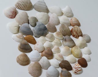 Mezcla de conchas marinas surtidas naturales / 14 oz / Conchas de playa reales de 22 a 54 mm / Conchas para manualidades.