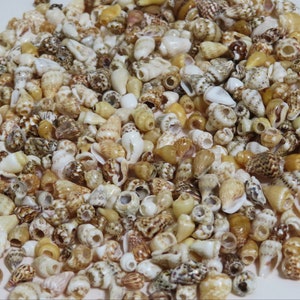 Nassa Seashell Beads, 80 Natural Seashells, Multi color Sea Shell Beads  Top cut drilled Spiral Shells, Choose the size.