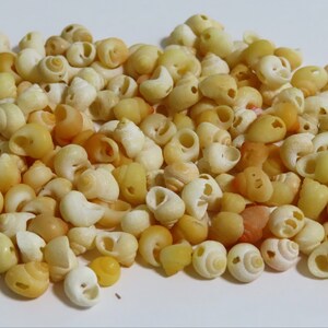 May include: A pile of small, white and yellow seashells. The shells are smooth and have a hole in the center.