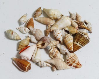 貝殻 4 個セット、とがったねじれた貝殻 - Etsy 日本