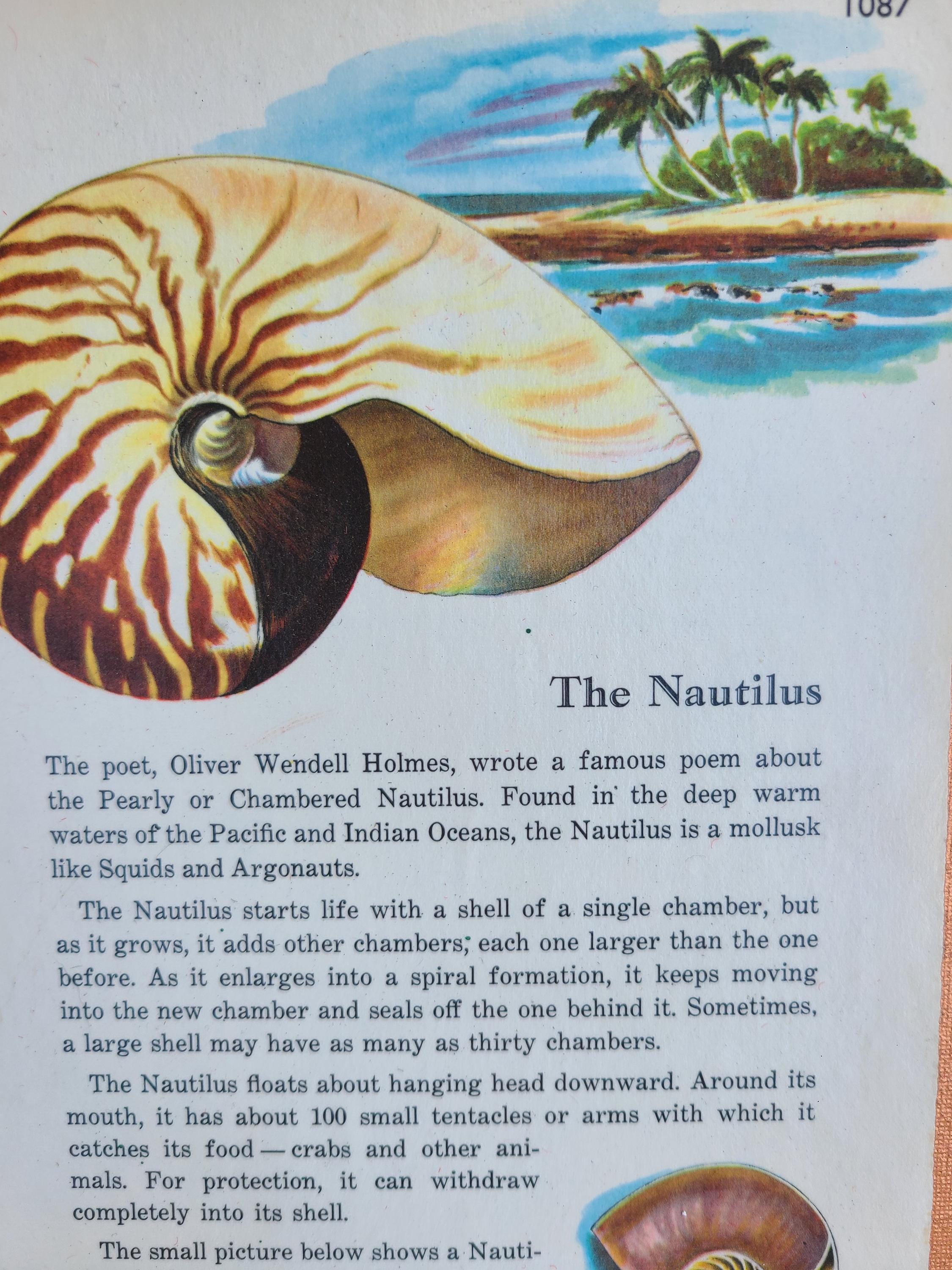 Vintage 1954 Seashell Book Page Art, on Copper-painted Canvases - Set ...
