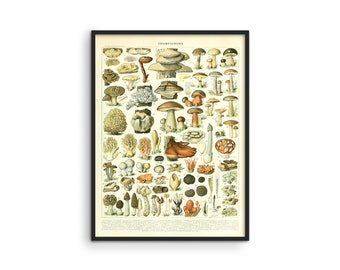 Vintage Mushroom Poster: Adolphe Millot Botanical Print