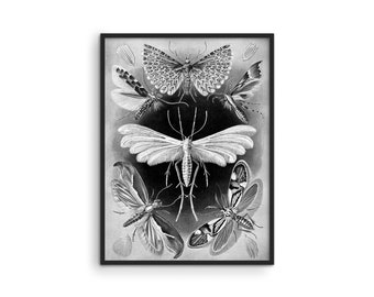 Haeckel Moth Print: Gothic Macabre Wall Art
