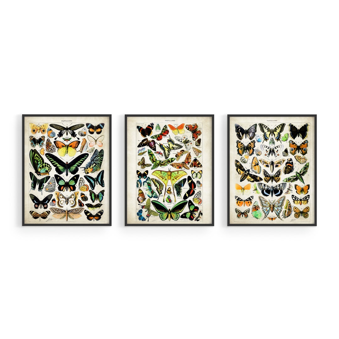 Vintage Butterfly Print Set: Botanical Wall Art, Set of 3 - Etsy
