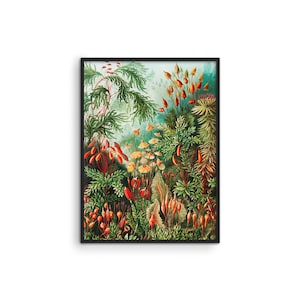 Ernst Haeckel Botanical Prints - Etsy