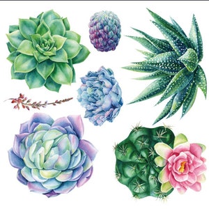 Petit transfert Hokus Pocus - Plantes succulentes Sheilam | Frotter sur le transfert de meubles