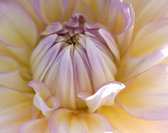 Pink Dahlia Flower Picture