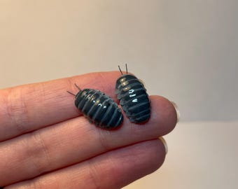 Isopod stud errings