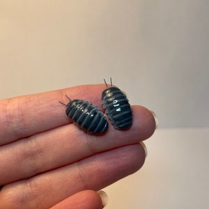 May include: Two small, dark gray pill bugs, also known as roly-polies, are shown on a person's hand. The pill bugs are curled up in a ball shape.
