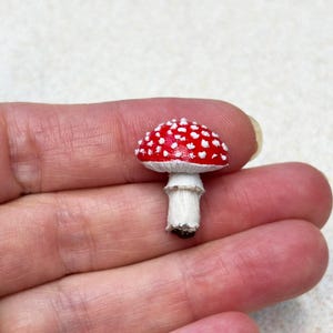 Puede incluir: Una pequeña seta roja con manchas blancas. La seta tiene un tallo blanco y una base marrón oscuro. La seta está sujeta en la mano de una persona.