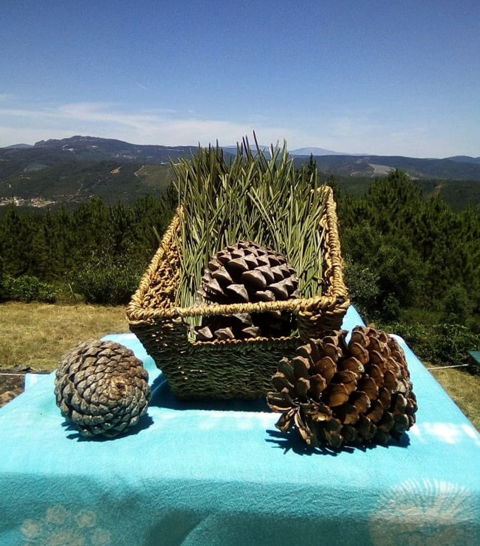 Pine Needle Tea, Maritime Pine Needle Tea, Herbal Tea, Fresh Hand