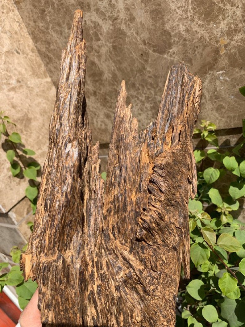Wild Agarwood 1035 Grams Wild Malaysia Agarwood Oud Chips Etsy