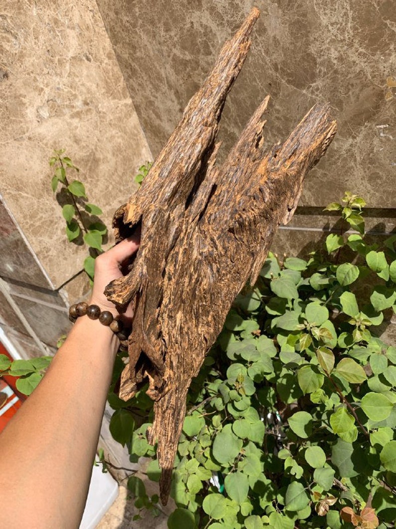 Wild Agarwood 1035 Grams Wild Malaysia Agarwood Oud Chips Etsy