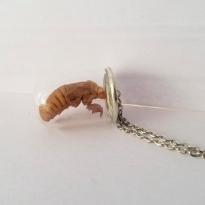 May include: A cicada exoskeleton encased in a clear glass vial, hanging from a silver chain necklace.