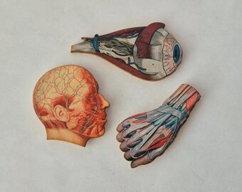 3 pc Woodcut Anatomy Magnet Set