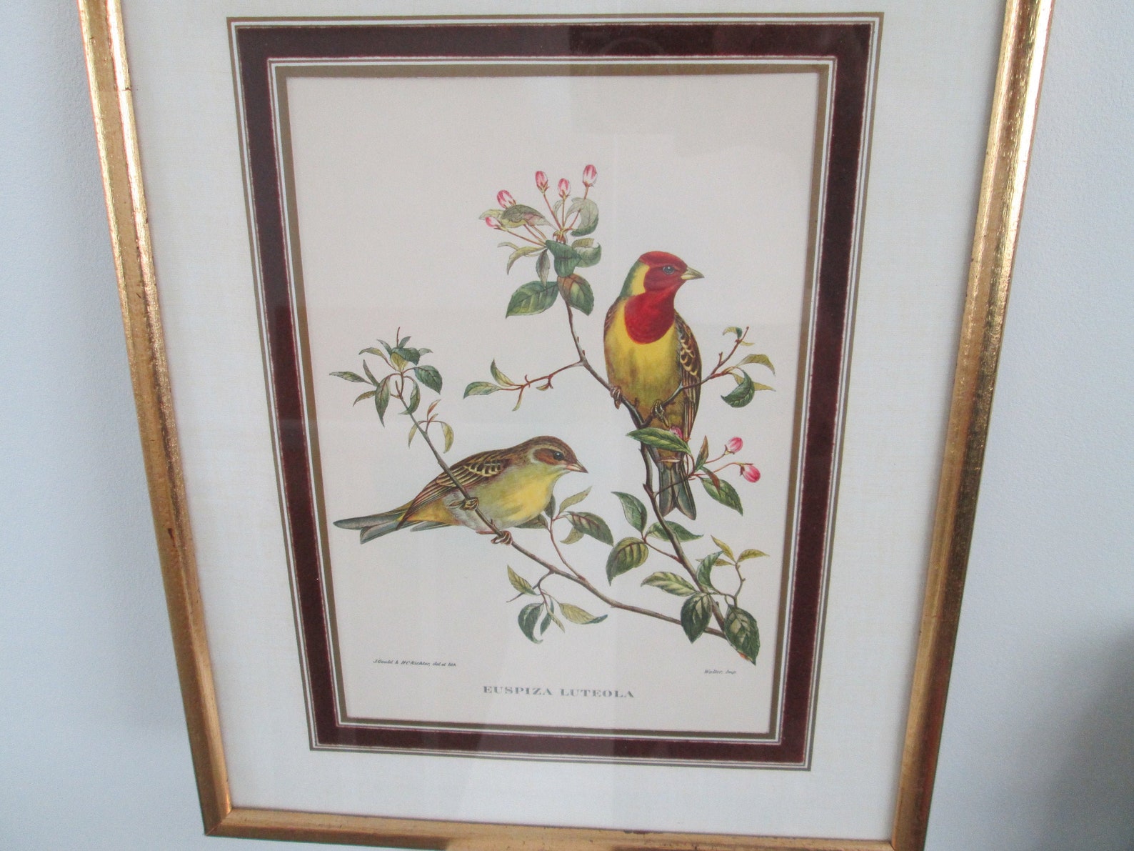 Vintage Print Bird John Gould Framed Bird Print Vintage | Etsy