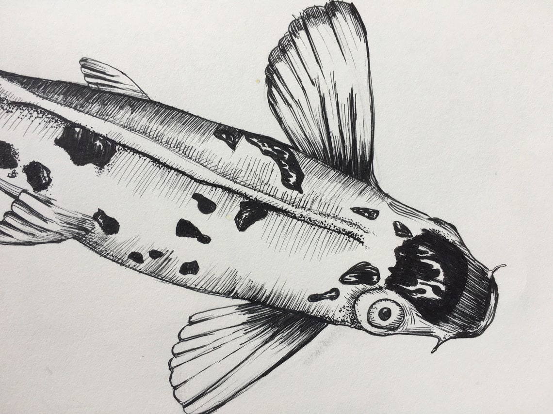 Koi fish drawing. Pen and ink drawing of a koi fish. This Etsy