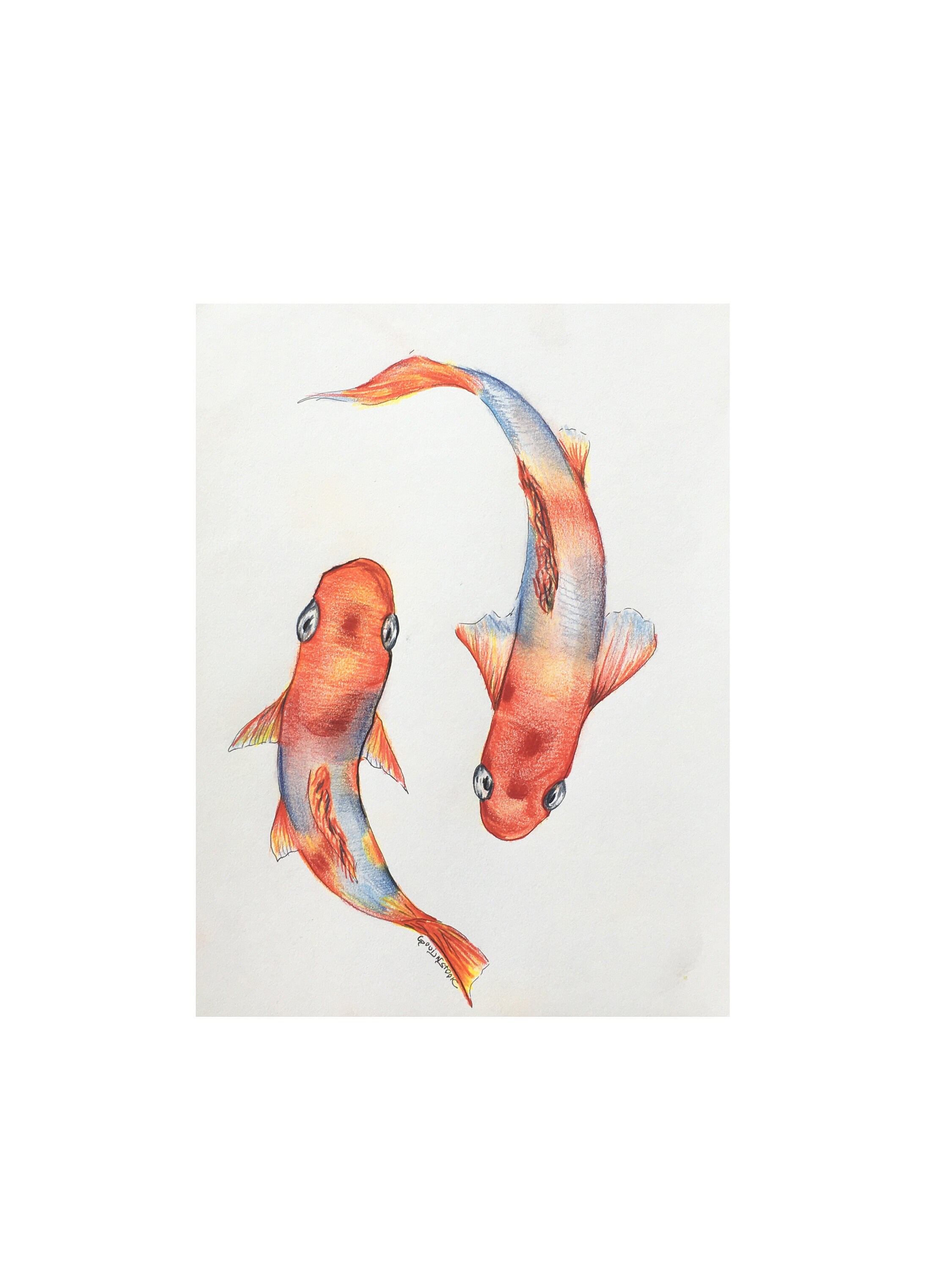 Koi Fish Colors Drawing