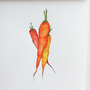 Carrots Illustration