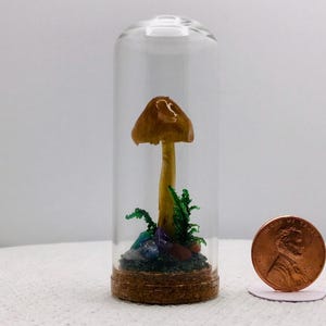Mushroom Curiosity Glass Jar - Fungi Oddity Art Décor # 335