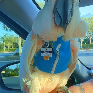 Custom made themed vests for parrots