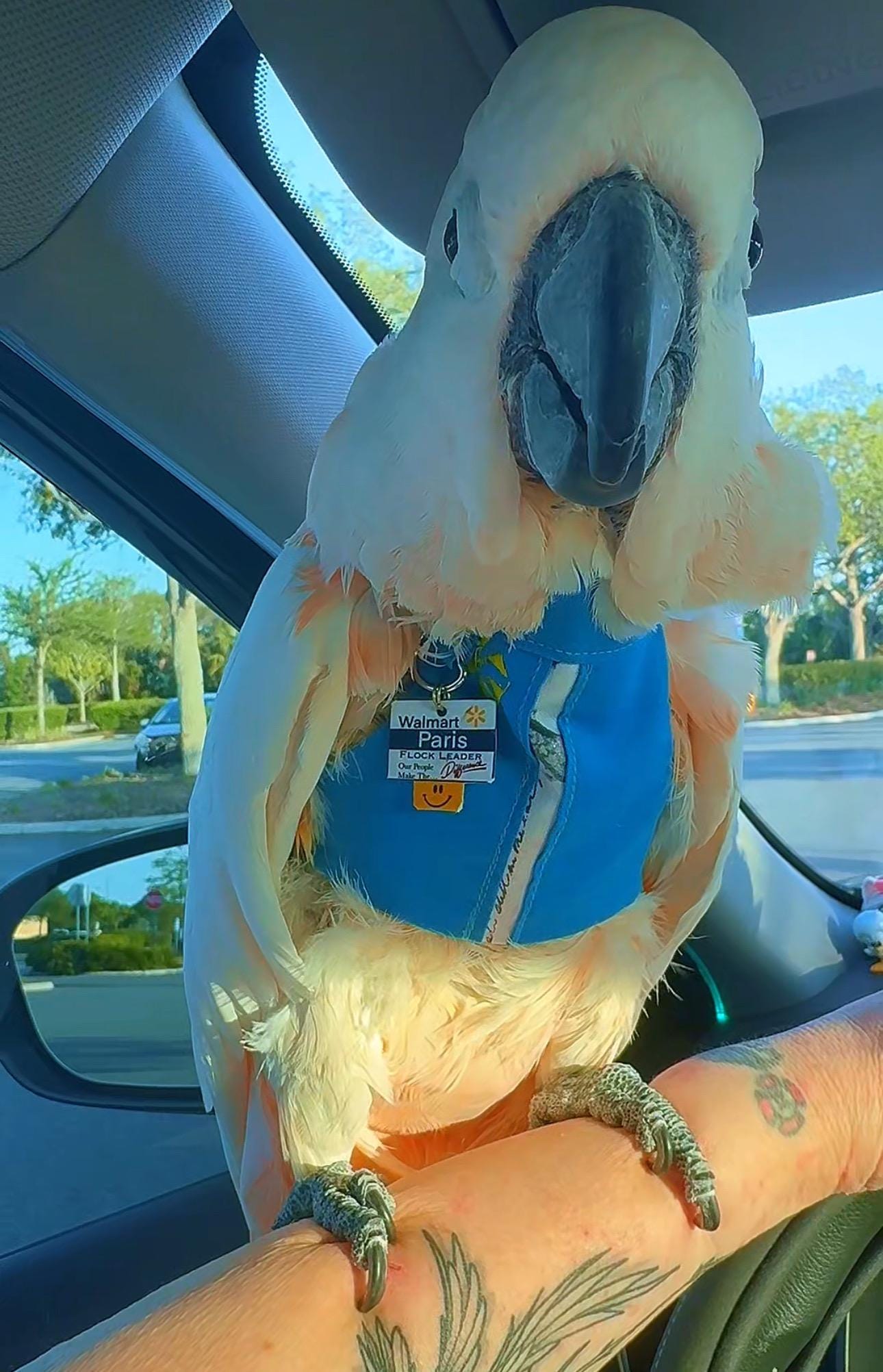 Parrot Vest for Plucking