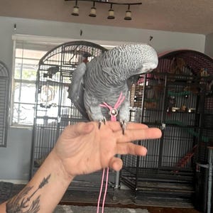 May include: A grey African parrot with a scalloped feather pattern wearing a bright pink bird harness. The harness features a central silver-toned metal ring and thin pink straps that extend downward, securing the bird while it rests on a hand.