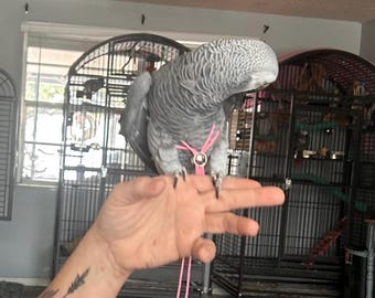 Vogel und Papagei Geschirr und Paracord Leine