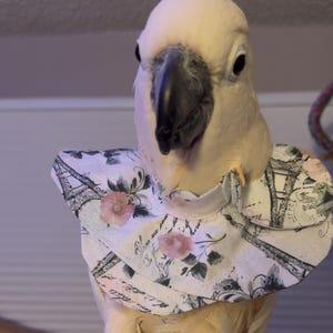 Bird and Parrot Collars to deter plucking or wound chewing