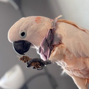 Bird and Parrot Fleece Elizabethian Collars to deter plucking or wound chewing