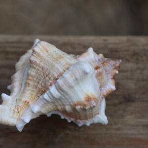 Möbelknauf Echte Muschel Maritim - Schubladengriff Landhaus Shabby Chic