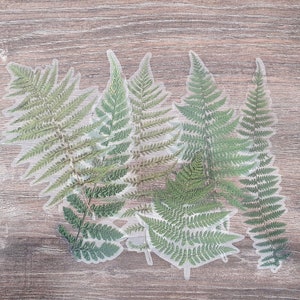 Große getrocknete Farn Aufkleber: Botanisches Journaling, Scrapbooking (6er Set)