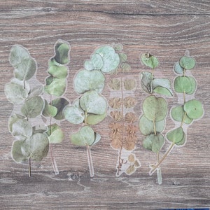Große klare getrocknete Eukalyptus Aufkleber: Botanical Journaling, Scrapbooking