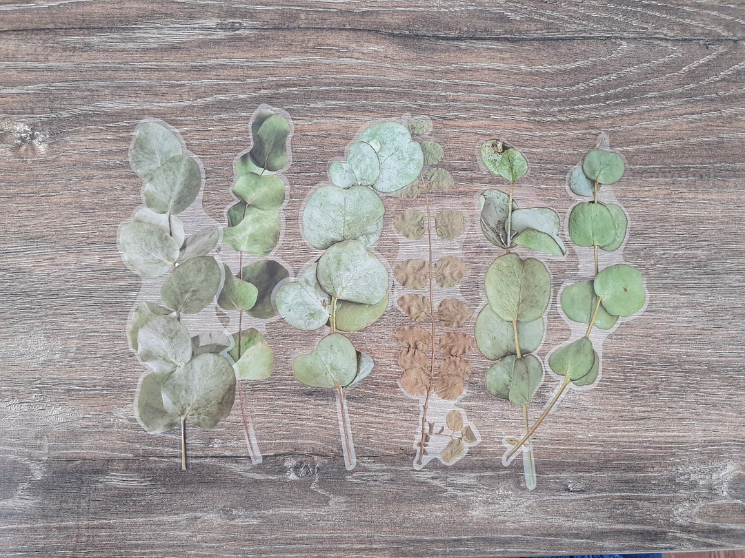 Large Dried Plant Stickers, Clear Plant Stickers, Botanical, Leaves ...