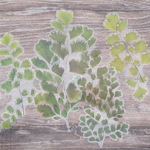 Große Getrocknete Blatt Aufkleber: Klares botanisches Laub, Scrapbook-Verzierungen