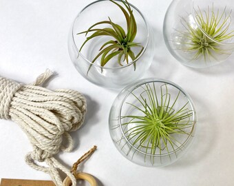 Indoor plant holder gift set with vase and air plant included