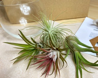Real Air plant and glass vase display