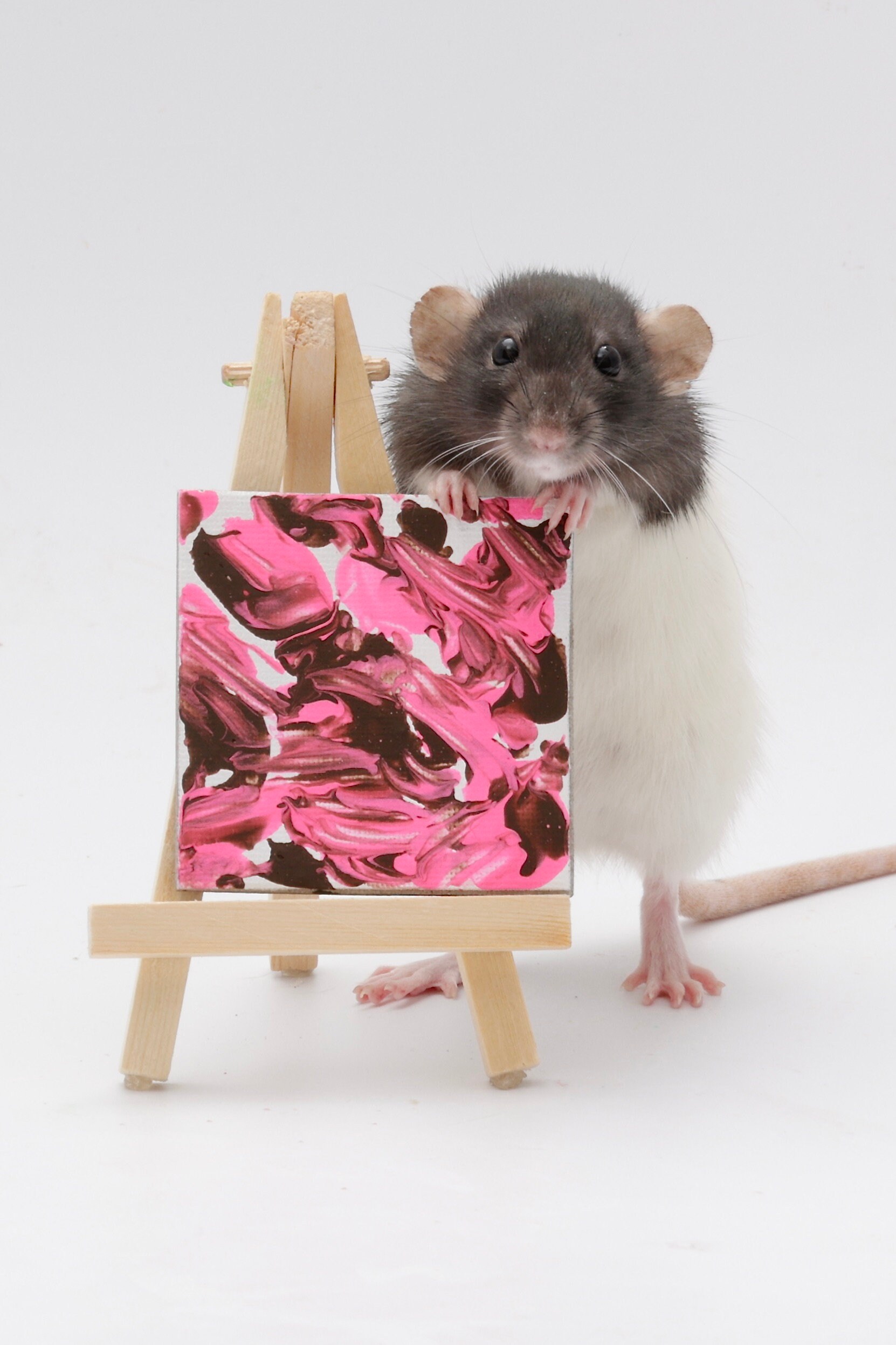 Premade Rat Paintings Etsy Australia