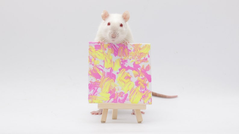 Pu&ograve; includere: Un ratto bianco &egrave; seduto di fronte a un piccolo cavalletto con un dipinto astratto rosa e giallo. Il ratto guarda direttamente la telecamera.