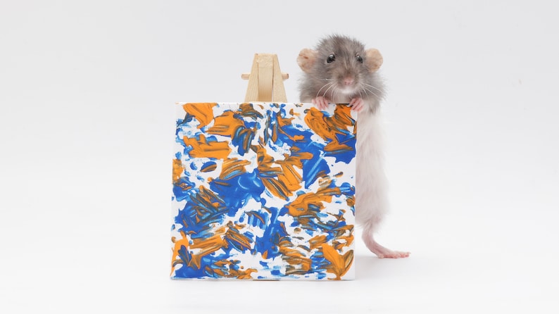 Pu&ograve; includere: Un ratto grigio e bianco sta in piedi sulle zampe posteriori e tiene una piccola tela con vernice astratta blu e arancione. La tela &egrave; su un cavalletto di legno.