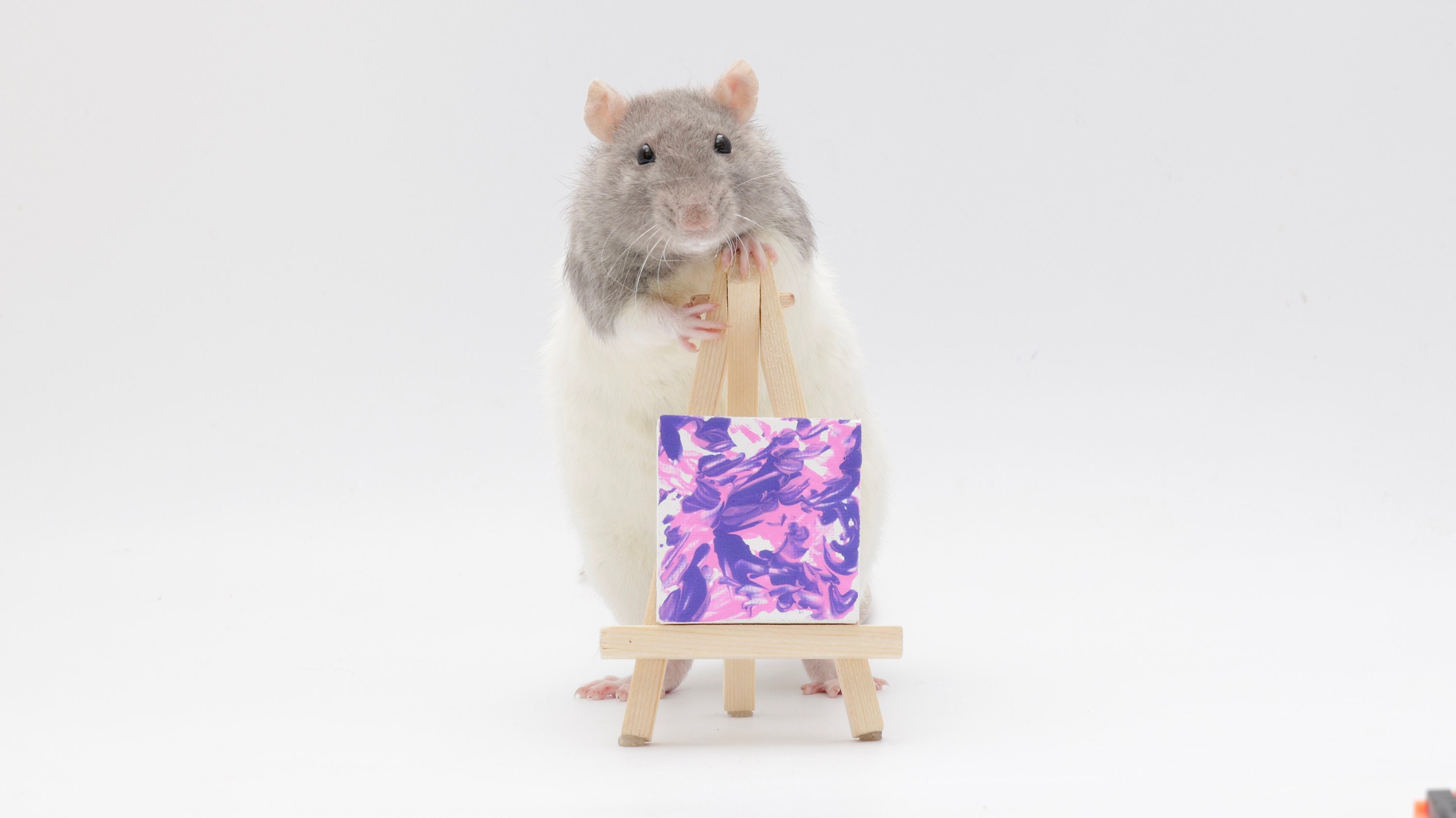 Rat Painting 2x2 Etsy UK