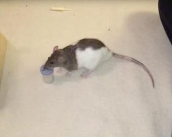 Formación sobre el trabajo con el olfato de ratas (PDF)