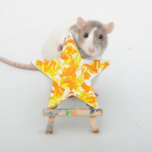Pode incluir: Um pequeno rato cinzento e branco está atrás de uma tela em forma de estrela com um padrão marmoreado de tinta amarela brilhante e laranja. A estrela repousa sobre um cavalete de madeira em miniatura com vestígios de tinta colorida.